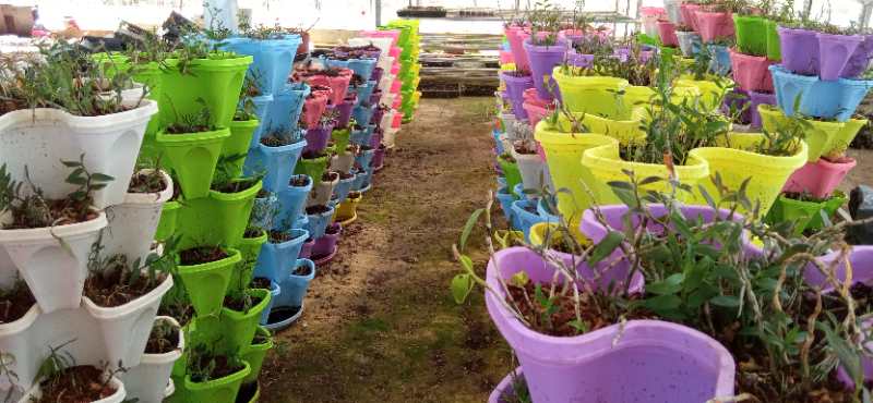 立体栽培（铁皮石斛）