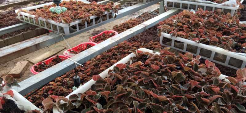 立体栽培（金线莲）！