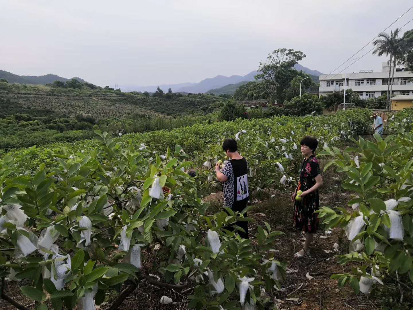 园区内绿色覆盖率高达95%(图1)