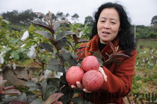 推进闽台农业合作 打造现代精品农业(组图)(图1)